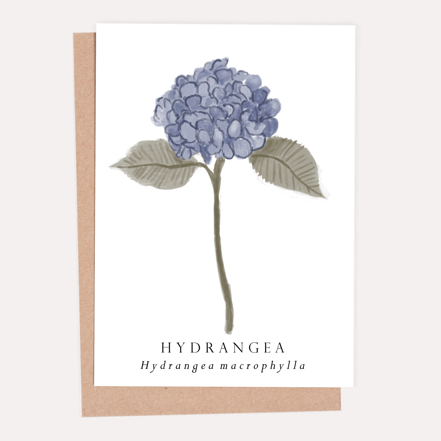 Hydrangea Botanical Greeting Card