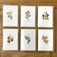 Olive Branch Birthday Card