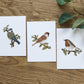 Set of 3 Garden Bird Postcard Prints