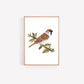 Set of 3 Garden Bird Art Prints