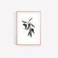 Olive Branch Watercolour Art Print
