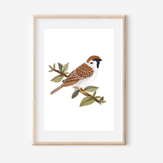 Sparrow Art Print