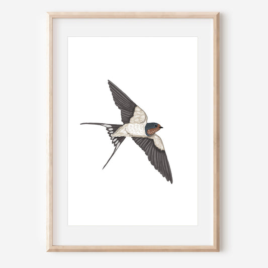 Swallow Art Print